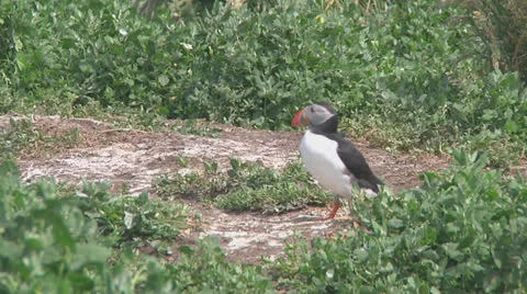 Puffin Stock Footage 26073176