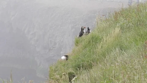 Puffin Stock Footage 77164097