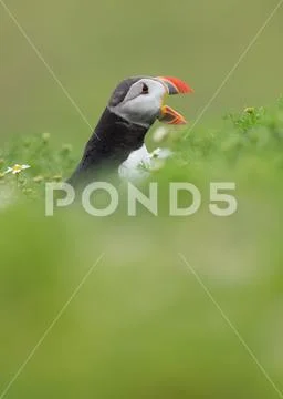 A puffin (Fratercula arctica) calling or gaping from long grass, Pembrokeshire, Stock Photos