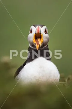 Puffin (Fratercula arctica) gaping with his tongue out at the Wick on Skomer Stock Photos