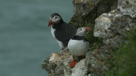 Puffin ( Fratercula arctica ) pair with synchronised head movements Stock Footage 25421205