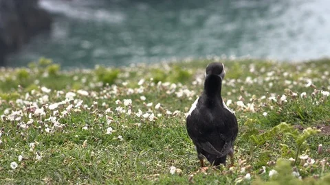 Puffin on grass flying off England UK 4K Stock Footage 111023414