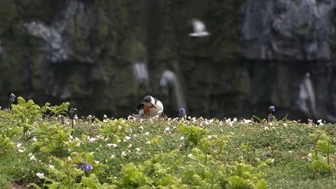 Puffin on grass preening itself n England UK 4K Stock Footage 111024060