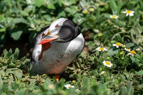 Puffin having a scratch outside of burrow Photos