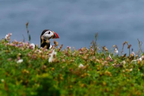 Puffin head Stock Photos