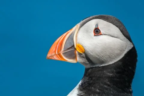 Puffin head portrait Foto stock