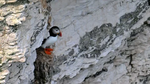Puffin hiding hole, at Bempton Cliffs, in springtime. Stock Footage 321461655