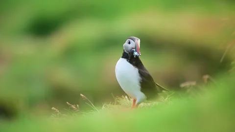 Puffin holding fish. Stock Footage 247549127