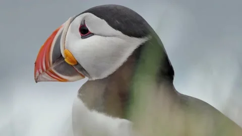 Puffin in Iceland opening its beak and looking at the sky with curiosity Stock Footage 239705947