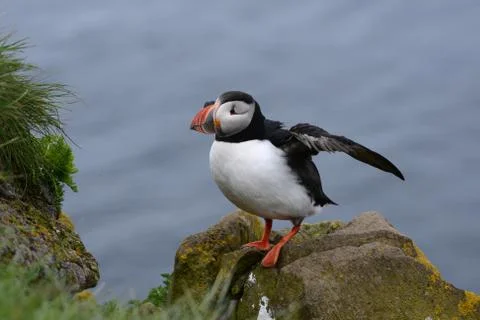 Puffin from Iceland Stock Photos