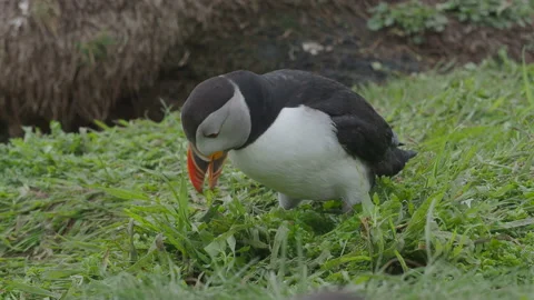 Puffin on the Isle of Lunga, Scotland. Video stock 203254294
