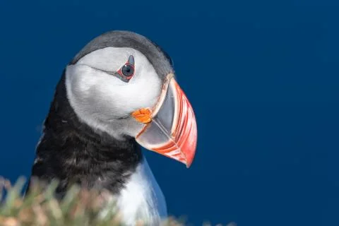 Puffin isolated on a beautiful day in North Iceland Stock Photos