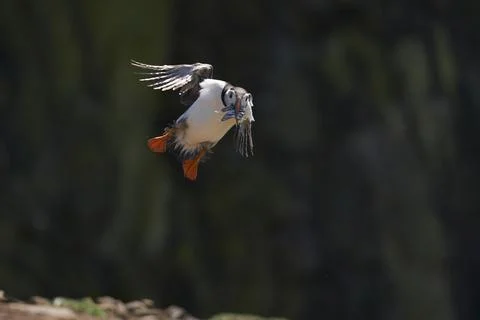 Puffin landing Stock Photos