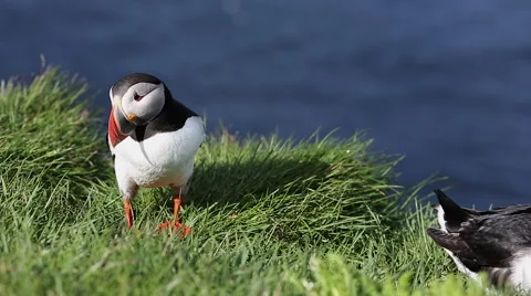 Puffin at Latrabjarg 库存影片 51962955
