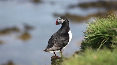 Puffin at Latrabjarg Video stock 51962959