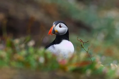 Puffin left twig Stock Photos