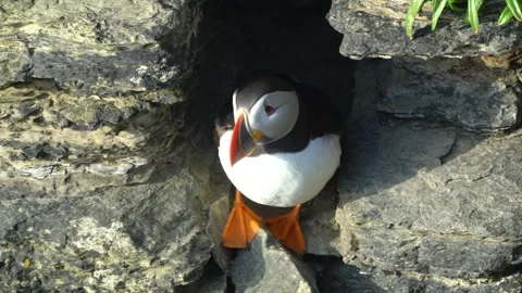Puffin looking out of cliff burrow in Orkney in 4k Stock Footage 297981526