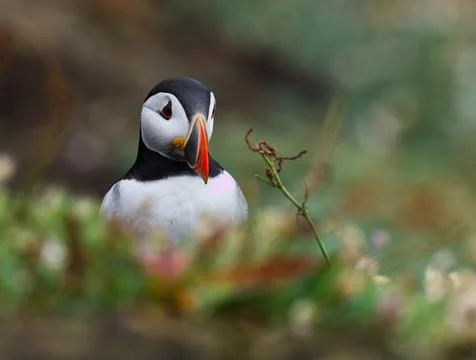 Puffin looking at twig Stock Photos