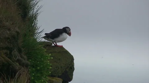 Puffin looks down from cliff Stock Footage 37300266