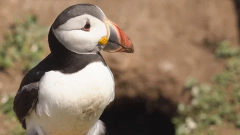 A Puffin maintaining it's burrow Video stock 111954978