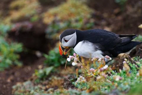 Puffin Mud Stock Photos