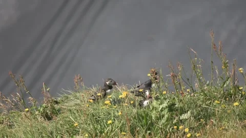 Puffin Nesting Area on Grassy Clifftop, Iceland Stock Footage 345179808