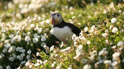 Puffin Nesting Skomer Video stock 37232969
