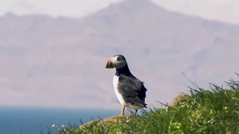 A Puffin by the Ocean Stock Footage 79081363