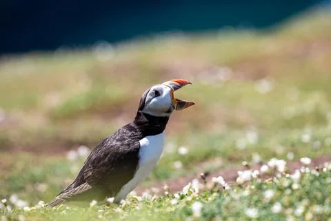 A Puffin with Open Beak Whilst Calling Out Foto stock