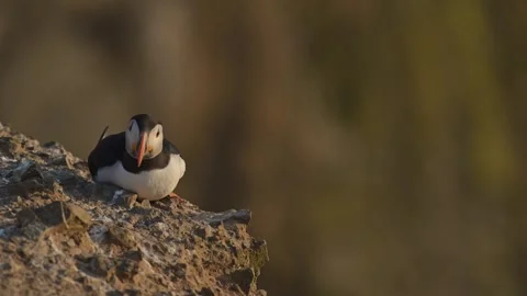 Puffin with Out of Focus Background, Atlantic Puffin with Shallow Depth of Vídeos de archivo 341714572