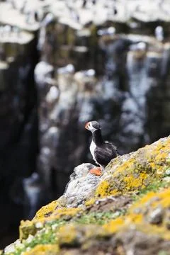 Puffin Overlooking a Second Cliff Teeming with Coastal Birds Stock Photos