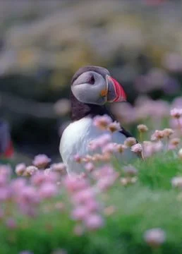 Puffin Foto stock