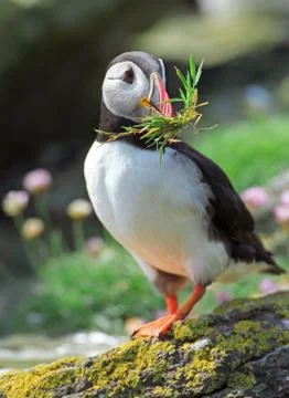 Puffin Foto stock