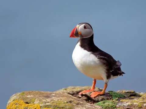 Puffin Stock Photos