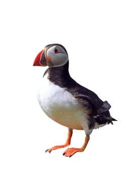 Puffin Foto stock