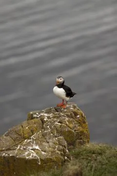 Puffin Stock Photos
