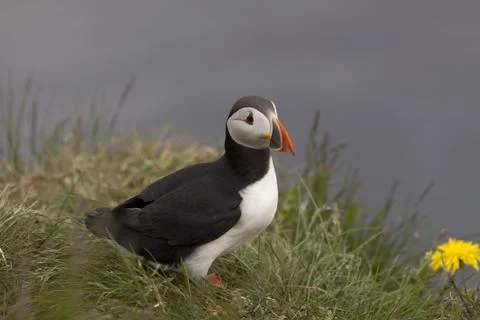 Puffin Stock Photos