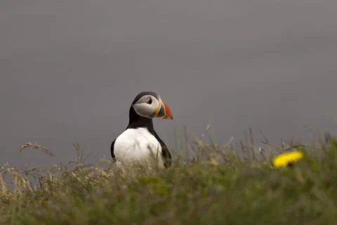 Puffin Stock Photos