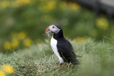 Puffin Stock Photos