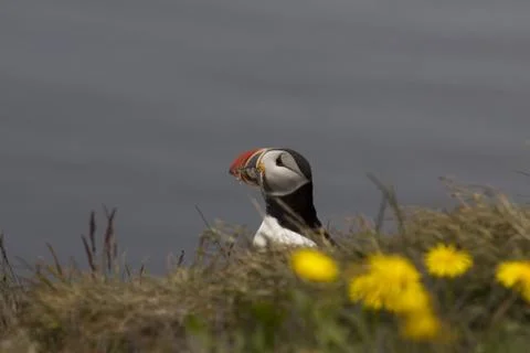 Puffin Stock Photos