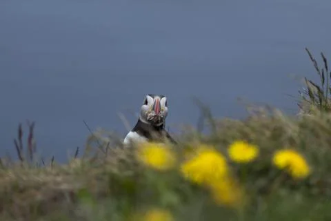 Puffin Stock Photos
