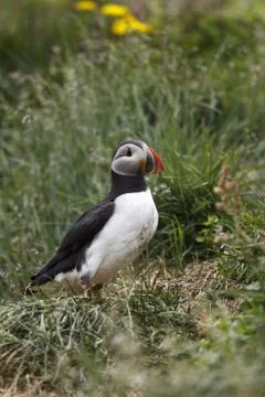 Puffin Stock Photos