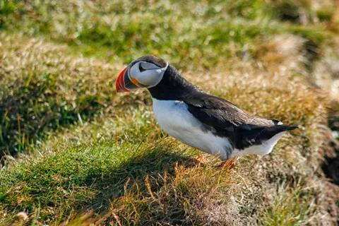 Puffin Foto stock