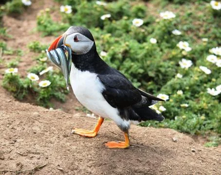 Puffin. Stock Photos