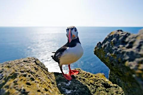 Puffin Stock Photos