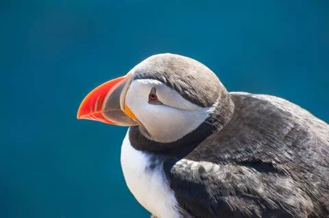 Puffin Stock Photos