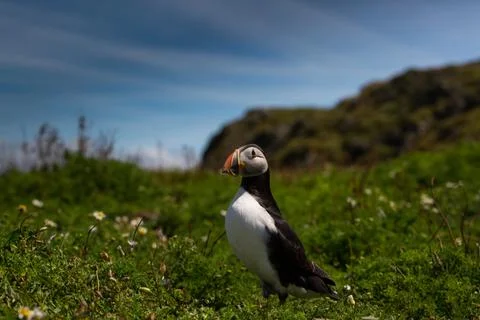 Puffin Stock Photos