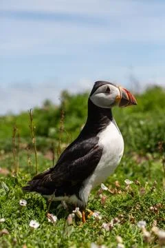 Puffin Stock Photos