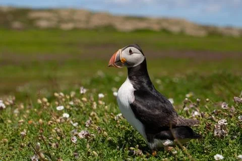 Puffin Stock Photos