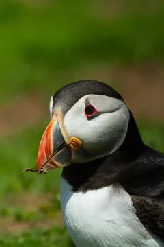 Puffin Stock Photos